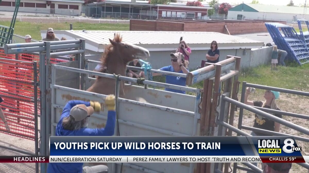 Youth pick up wild mustangs to train for the Eastern Idaho State Fair
