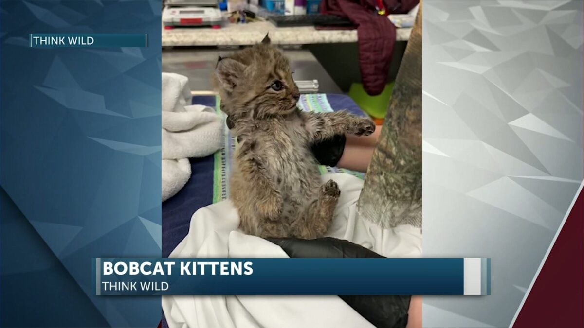 Two orphaned bobcat kittens rescued from rest area
