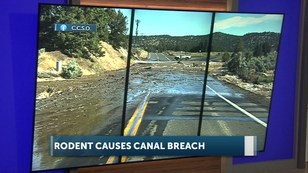 Rodent causes canal breach in Prineville prompting a road closure and days of cleanup ahead