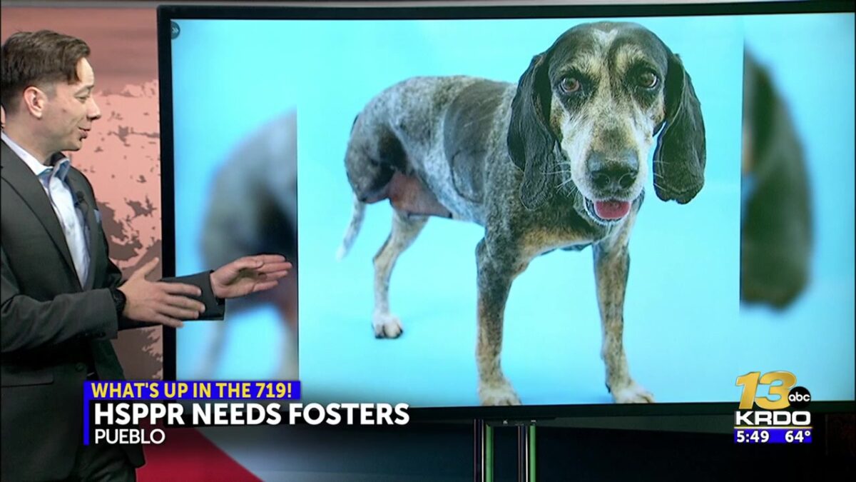 Humane Society sends out urgent need for new animal foster homes in Pueblo