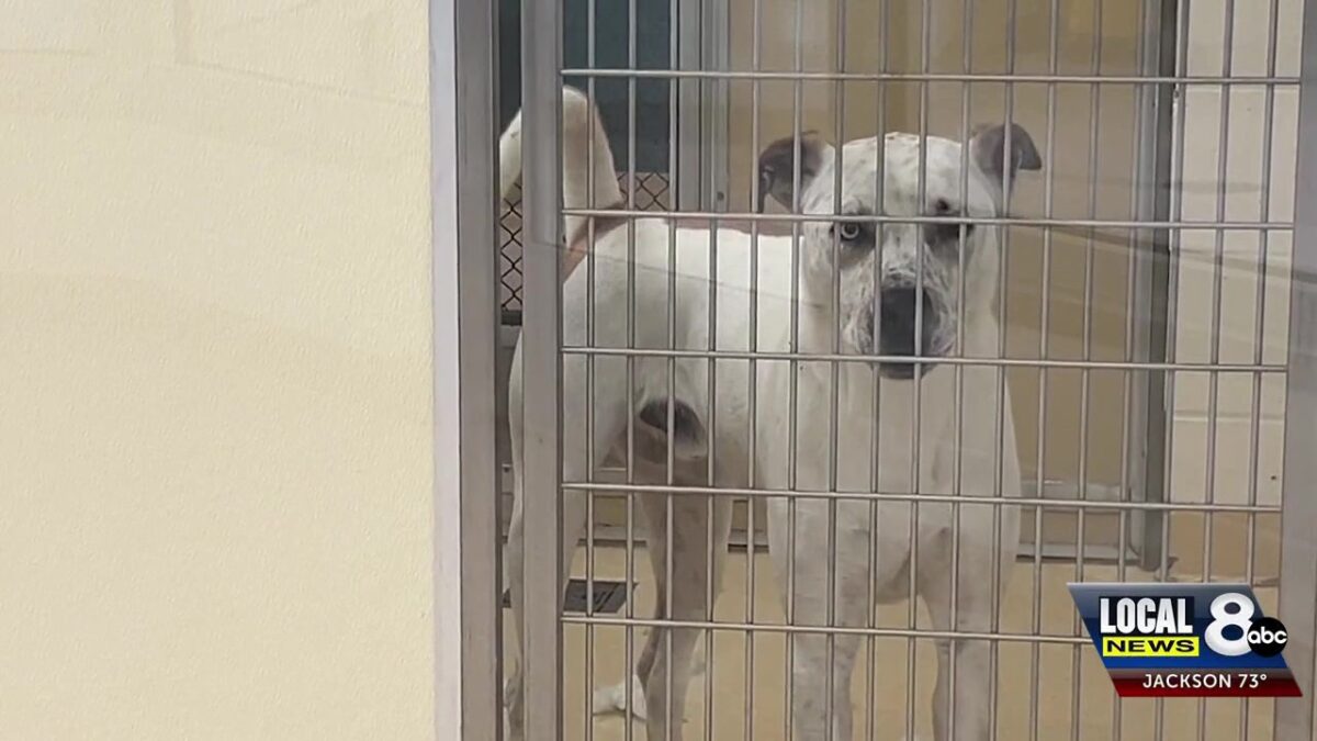 Pocatello Animal Shelter starting summer with an excess of dogs