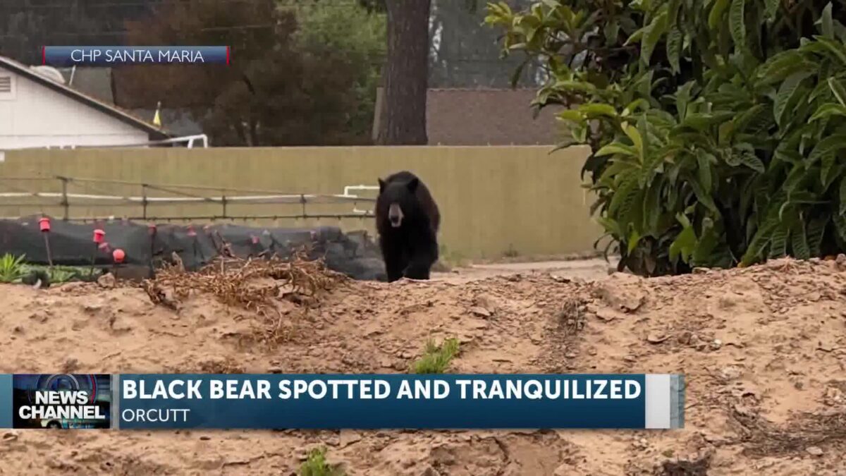 Black Bear Spotted in Orcutt is On Its Way to a Proper Habitat
