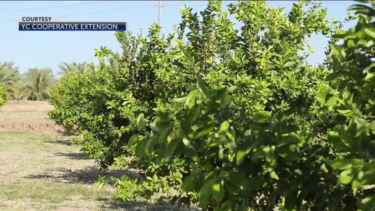 USDA finds citrus green disease in Nogales