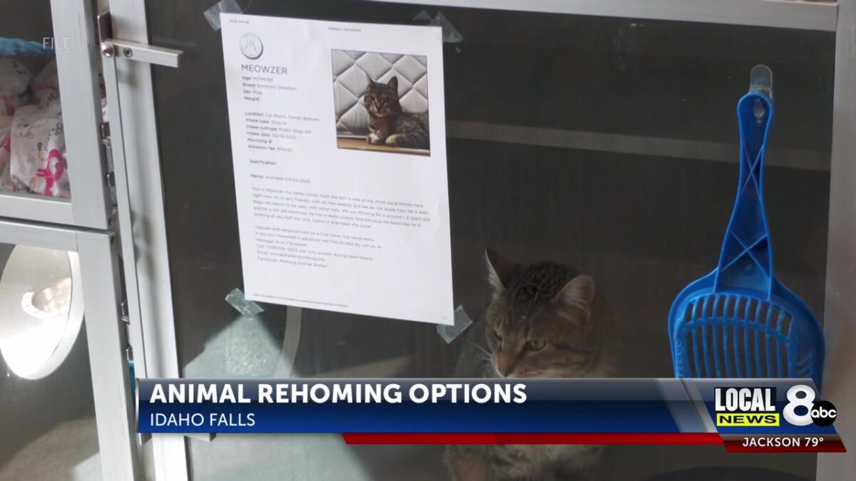 Witnesses angry after seeing man throw kittens out of moving truck