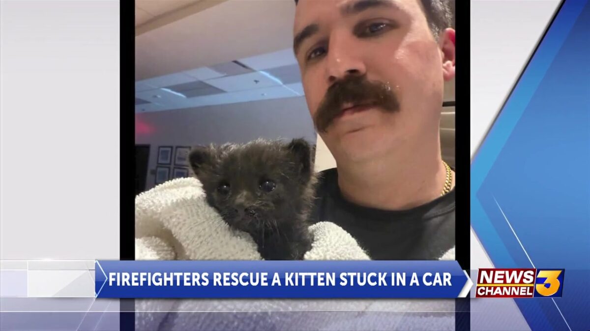 Kitten saved by CAL FIRE Coachella Station 79 firefighters