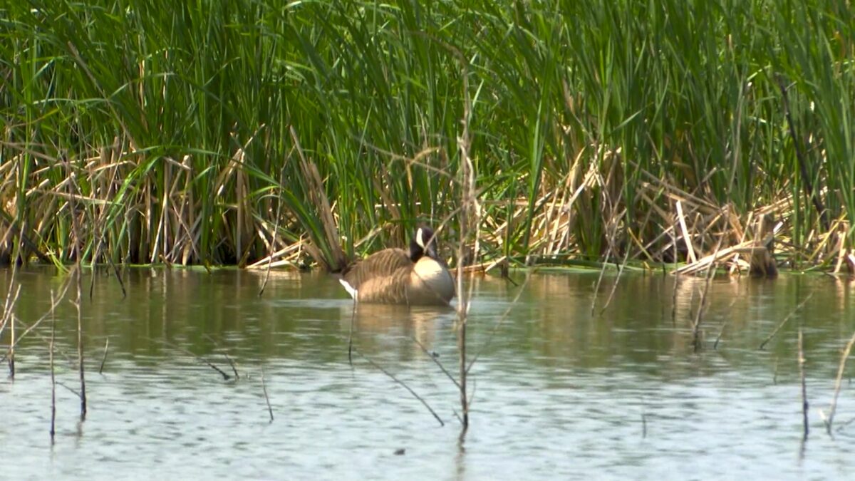 Lake Contrary weed spraying to begin in early June
