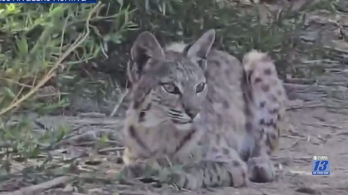 Bobcat spotted near West Wetlands Park in Yuma