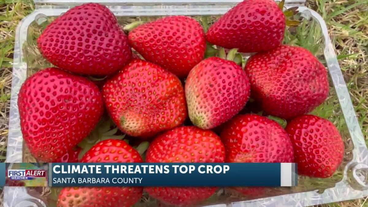 Santa Maria Strawberry Growers Face Climate Challenges