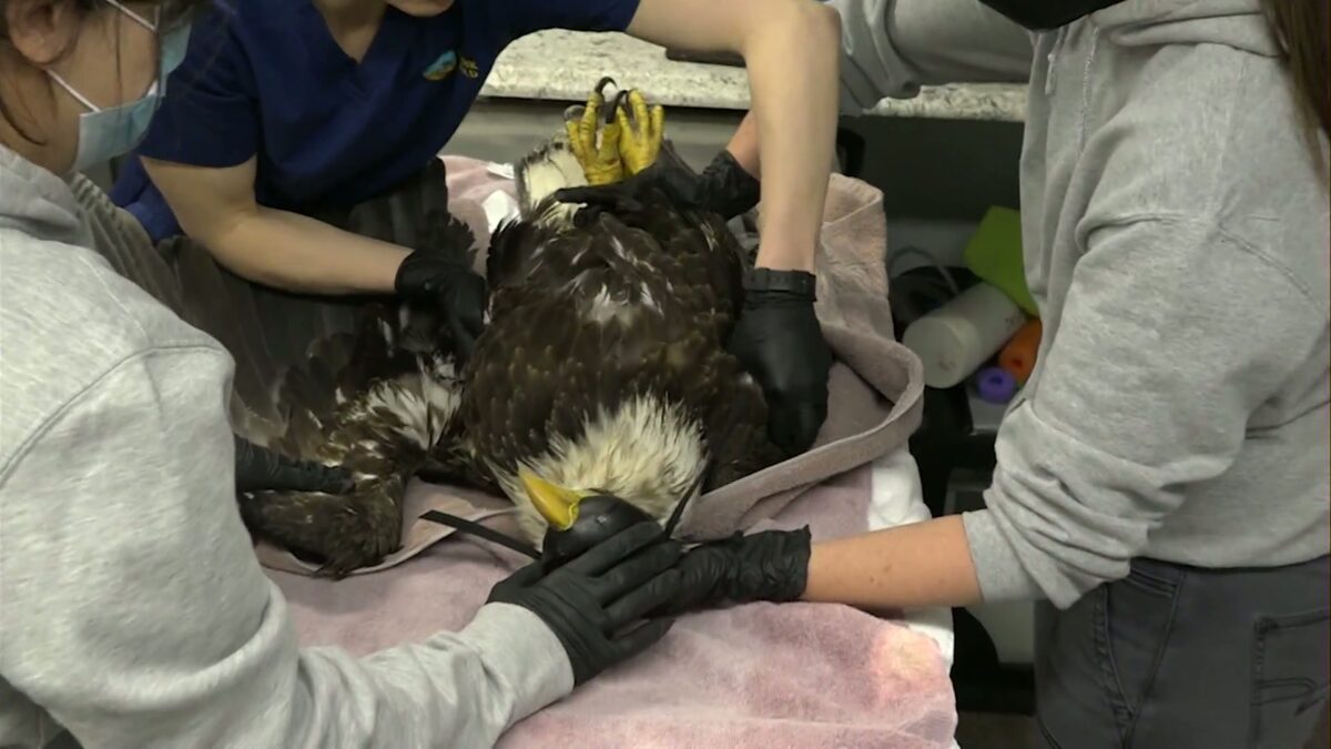 Problem Solvers: As Think Wild animal hospital raises the alarm on poisoning deaths