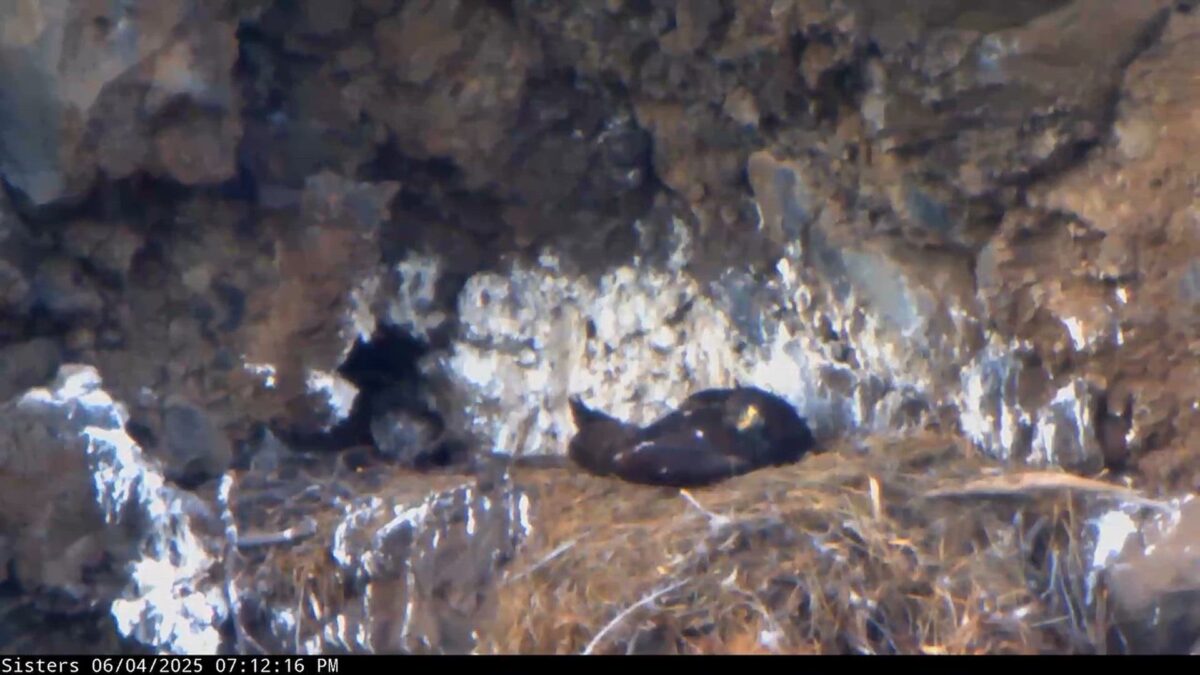 Golden eaglet Ayama flies off from the nest along Whychus Creek