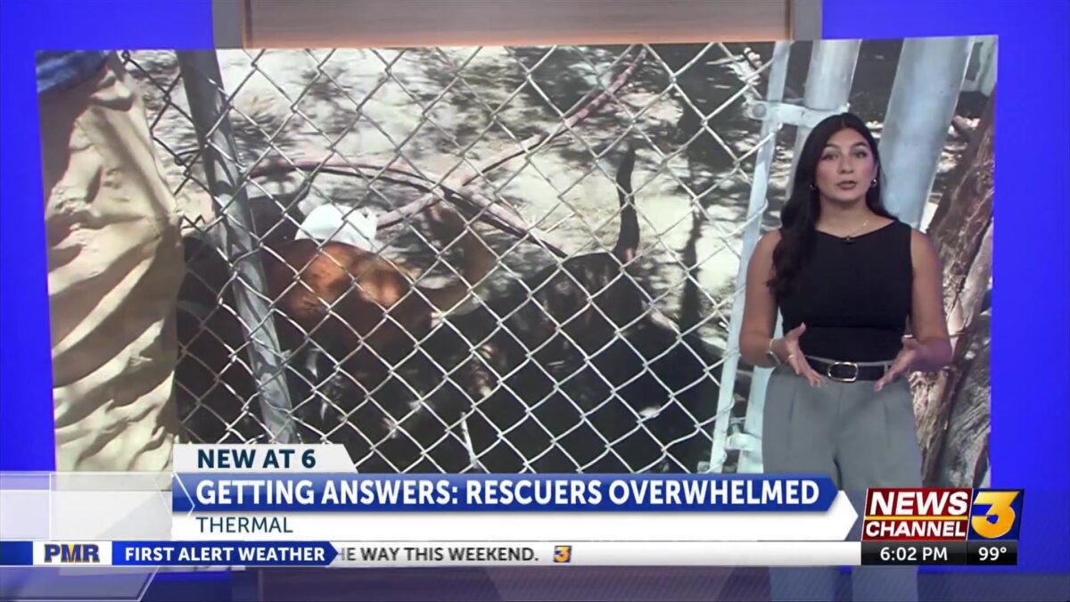 Eastern Coachella Valley rescues overwhelmed with abandoned dogs
