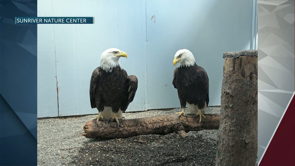 Sunriver Nature Center takes in four raptors displaced by destructive Rowena Fire