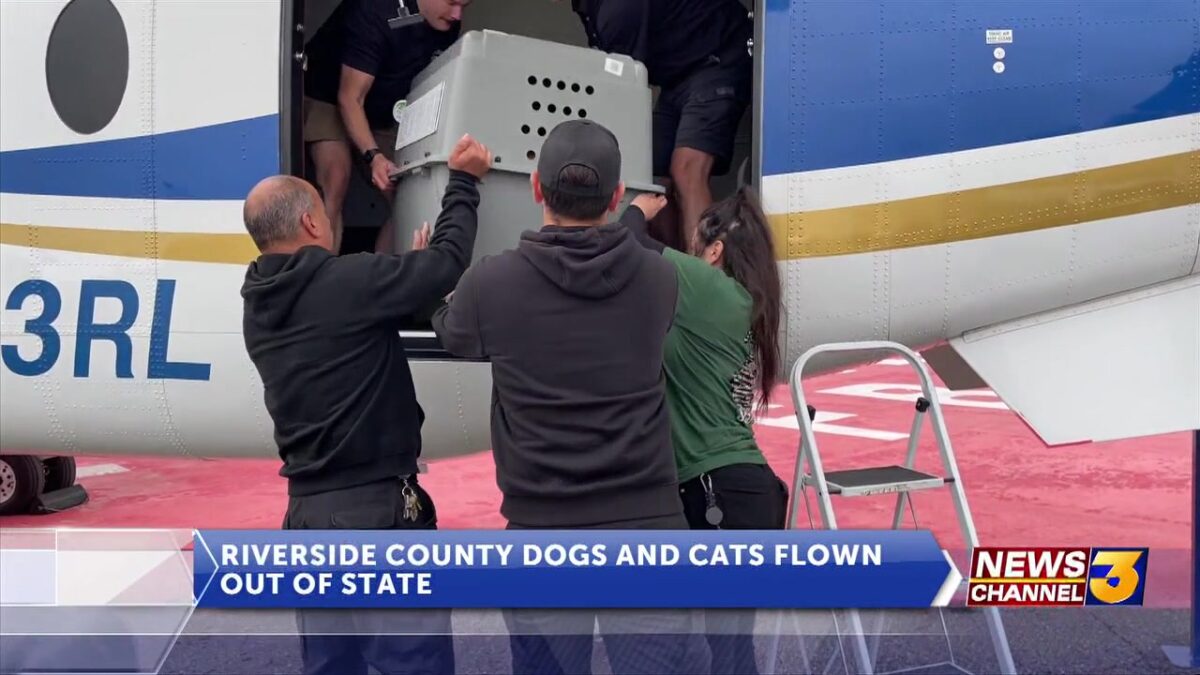 RivCo shelters team up with rescue organizations to transport 102 animals to other states amidst overcrowding