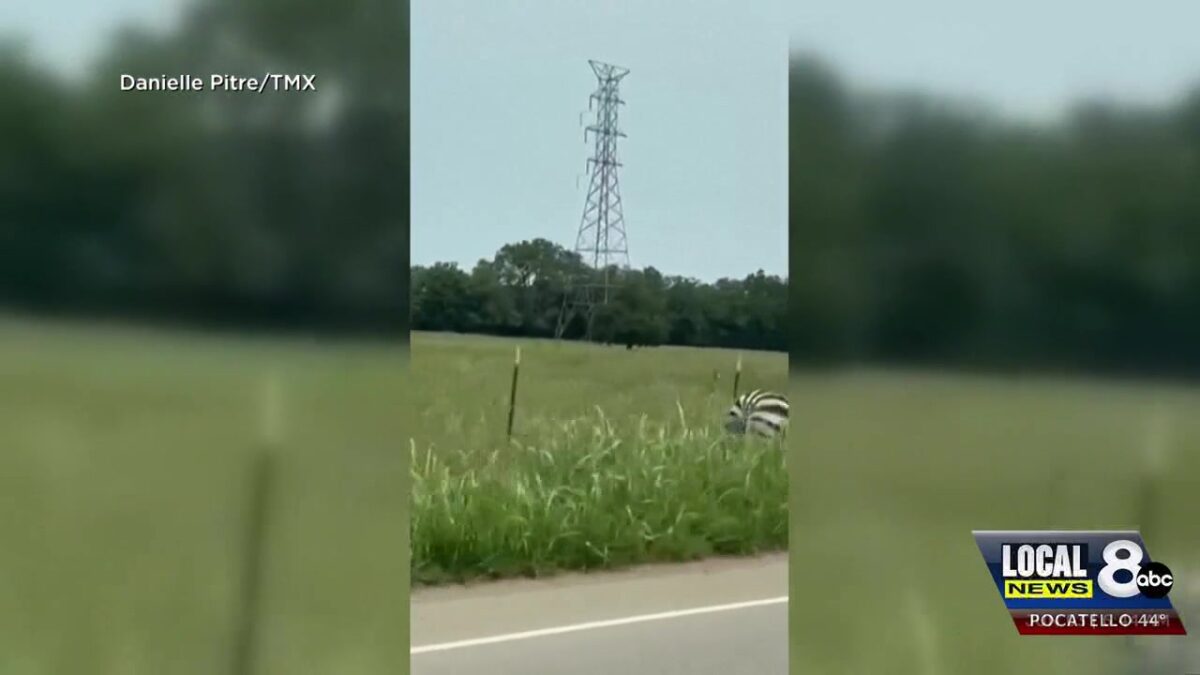 The Great Elephant Migration marches into Jackson