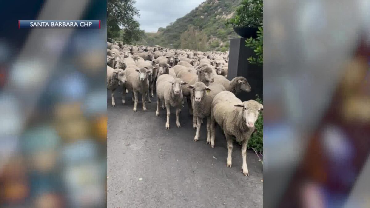 Santa Barbara CHP Officers Help Round Up 300 Fluffy Escapees