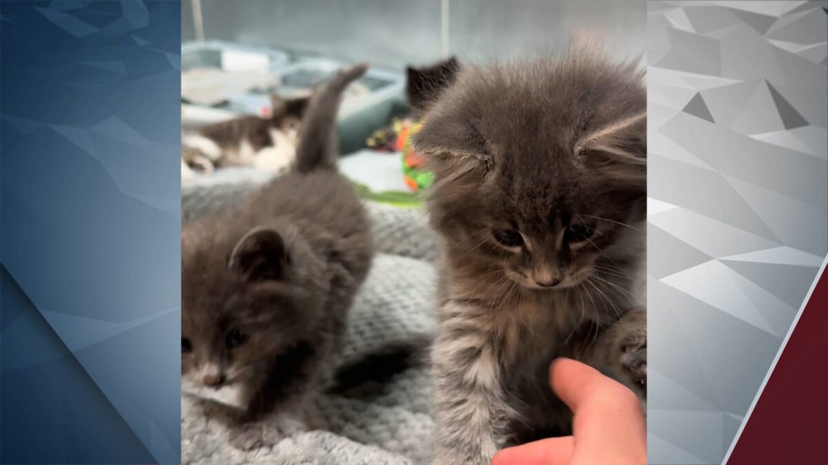 Special delivery: Street Dog Hero takes in kittens dropped off in a box at Bend Veterinary Clinic