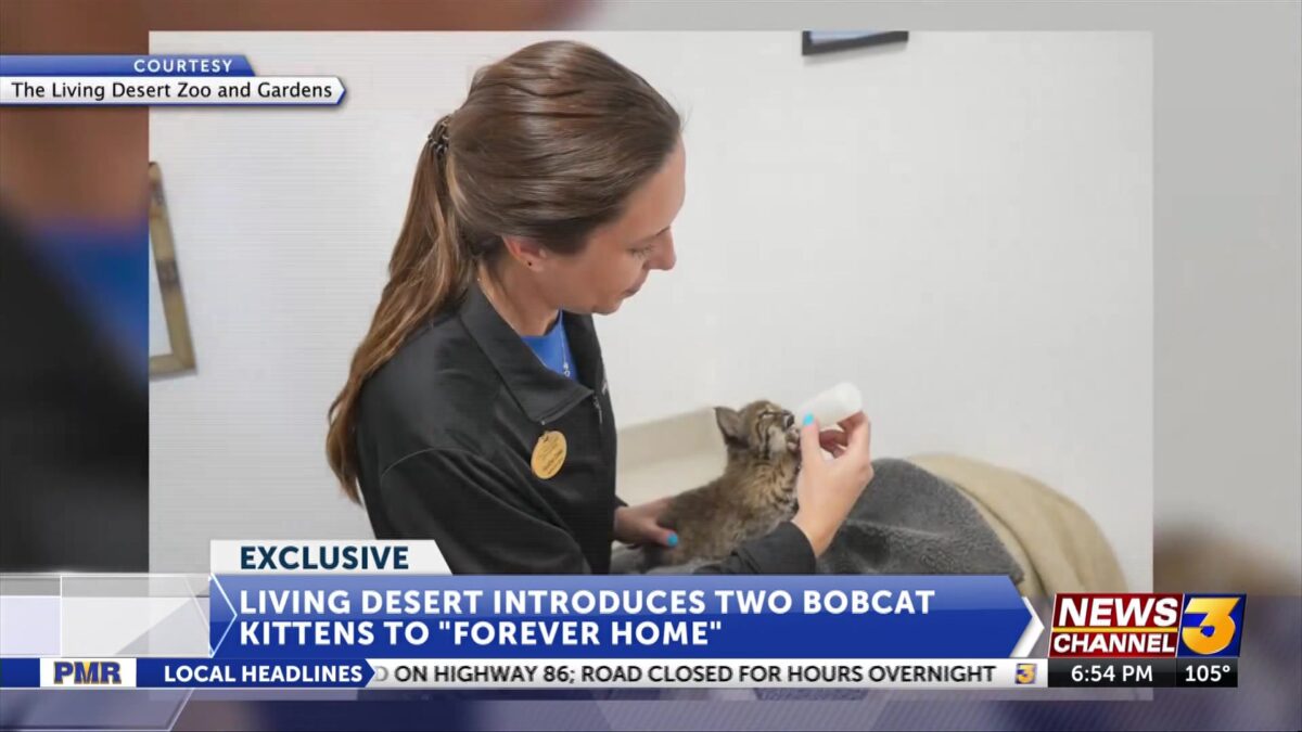 The Living Desert introduces two bobcat kittens to ‘forever home’