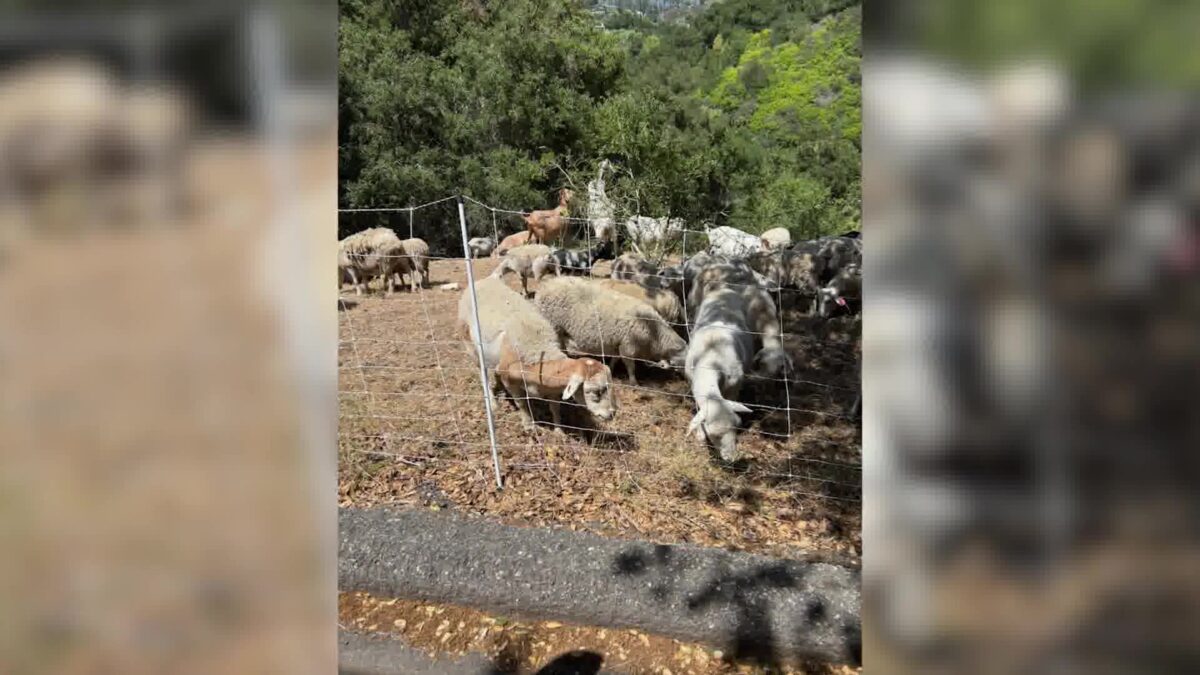 Grazing goats have cleared out a dangerous canyon in the Santa Barbara foothills