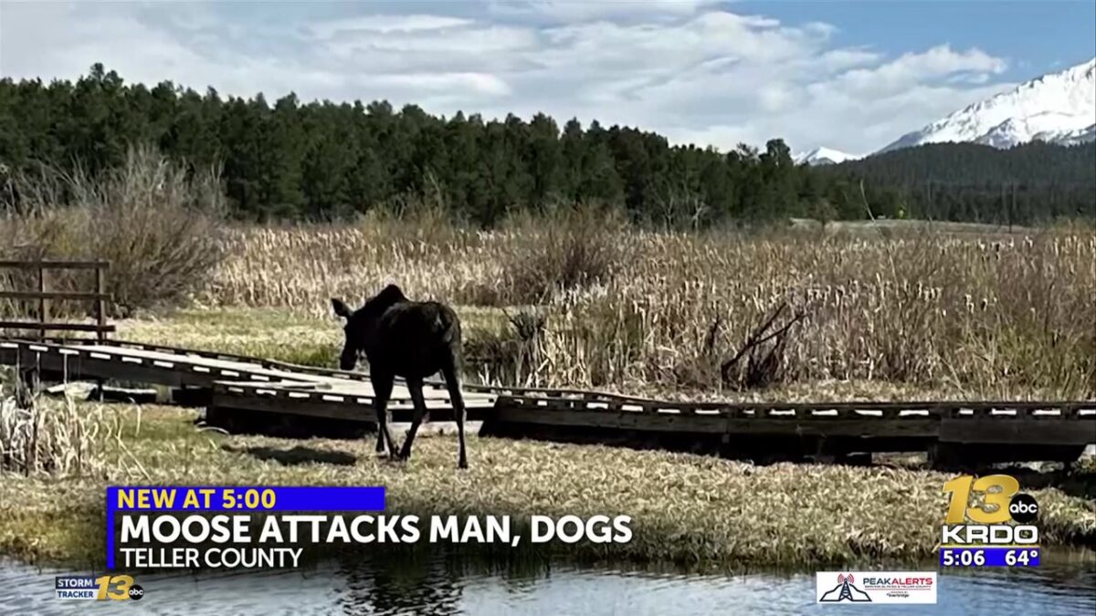 Moose attacks man