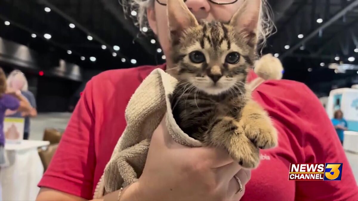 Coachella Animal Network hosts low-cost spay/ neuter