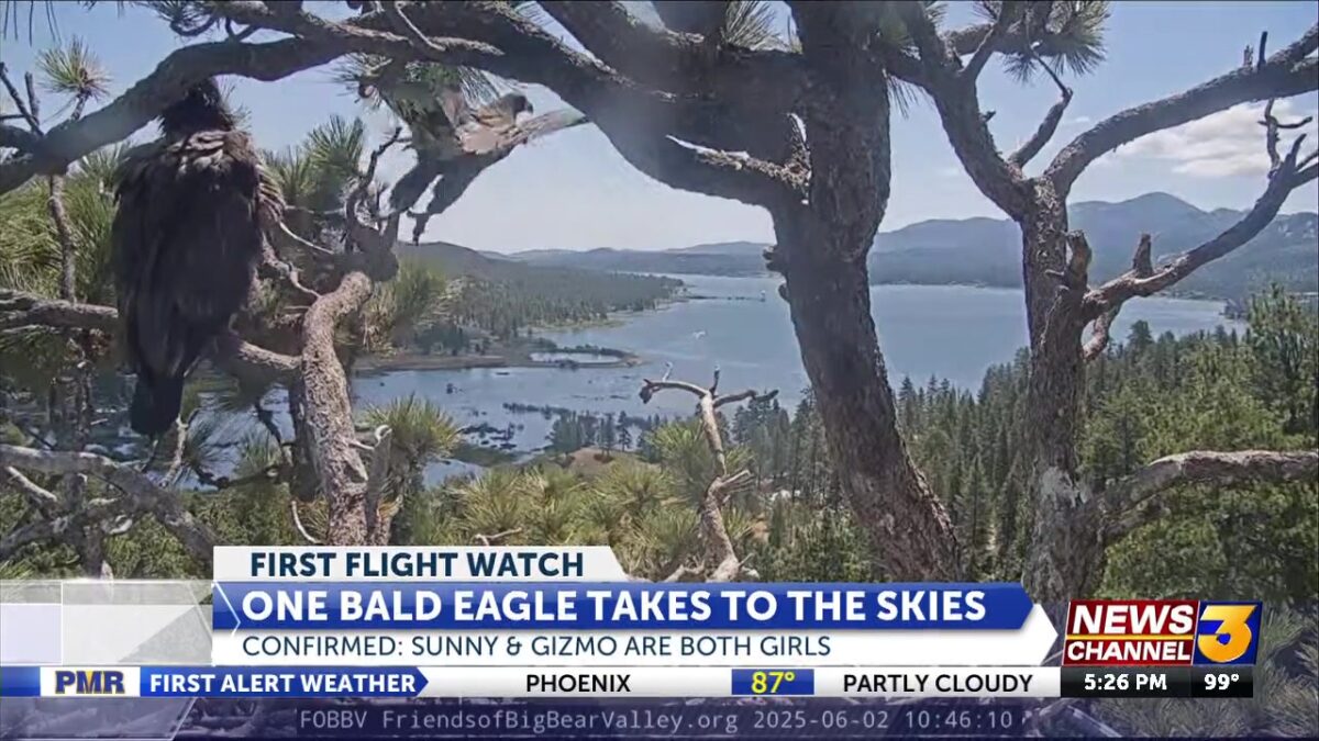 Big Bear eaglet takes first flight from nest