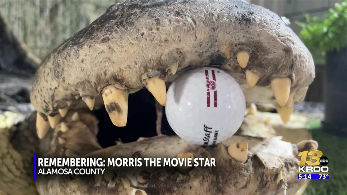 Famous Colorado alligator to be taxidermied