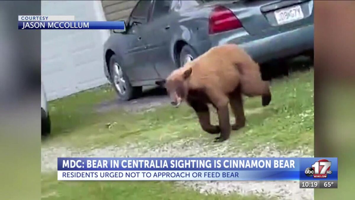Department of Conservation says bear in Centralia sighting is cinnamon bear