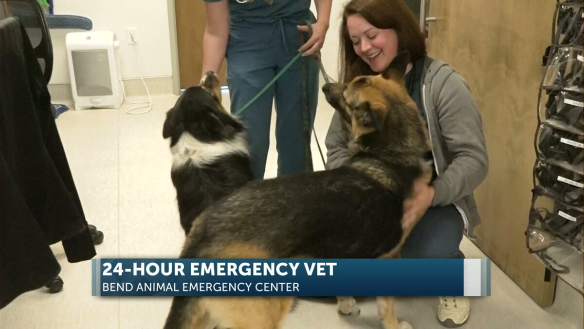 Bend emergency vet is now 24/7 year-round
