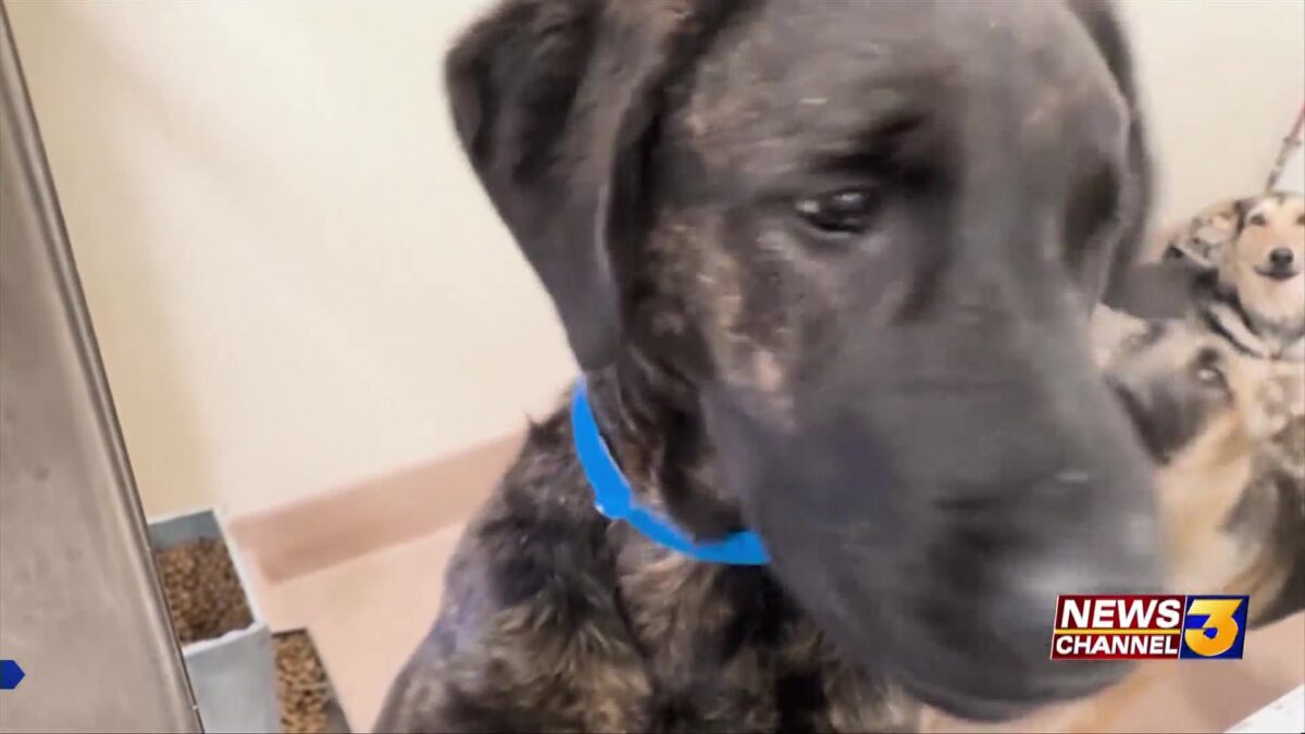 Free Microchip & Vaccination Clinic at Coachella Valley Animal Campus on Sunday