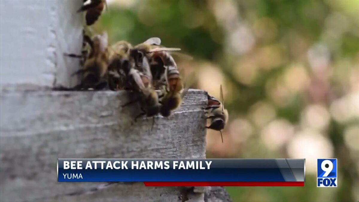 Bee attack in Yuma harms family