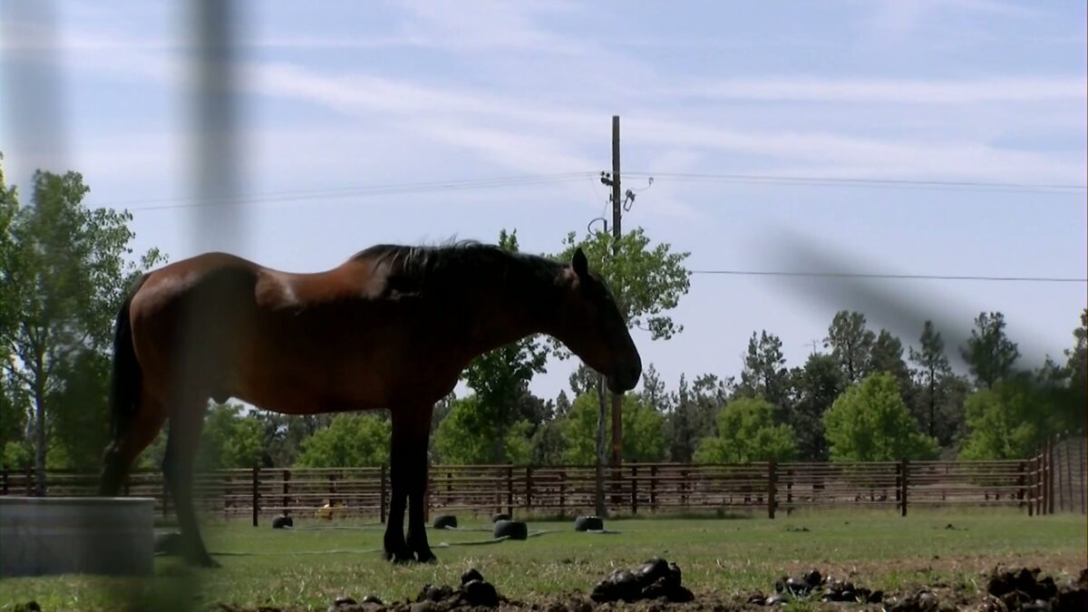 ‘A huge blessing’: Healing Reins Equine Assisted Services is changing the lives of Central Oregonians