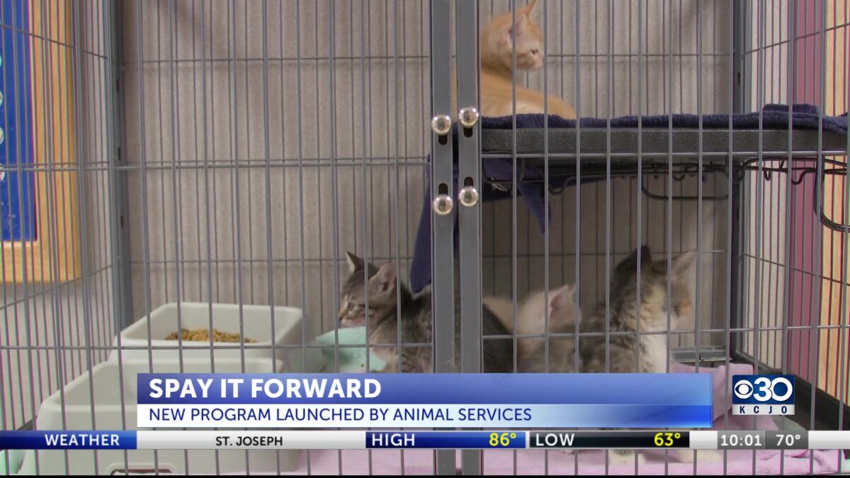 Friends of the Animal Shelter of St Joseph starts spaying and neuter program