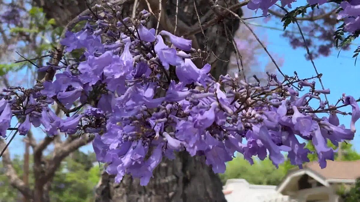 Jacaranda Trees Bloom in Santa Barbara
