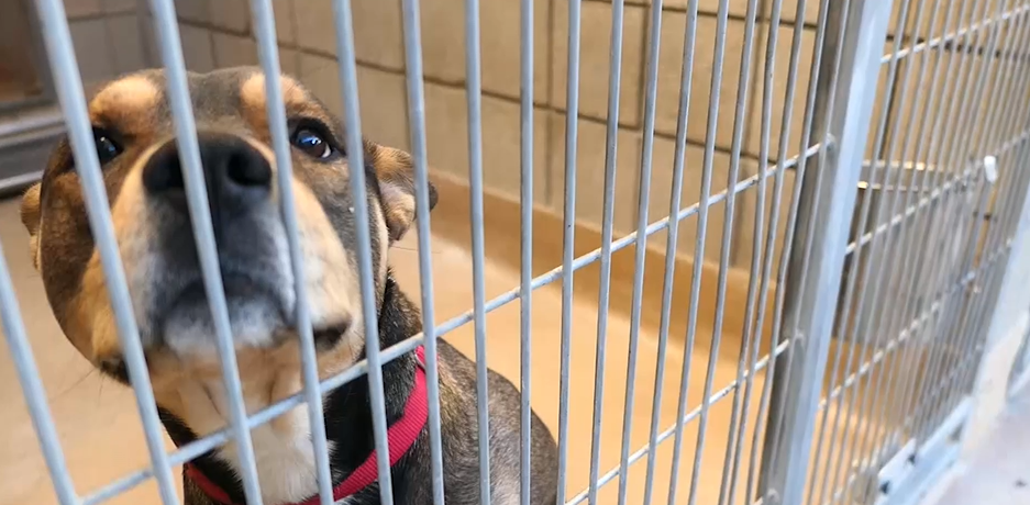 RivCo Animal Shelters operate in a state of emergency as capacity levels reach critical numbers