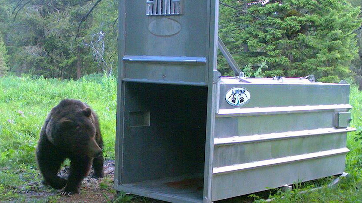 Grizzly trapped and relocated on Caribou-Targhee National Forest