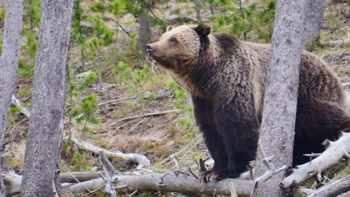 Grizzly Bear in Island Park euthanized after becoming food-conditioned