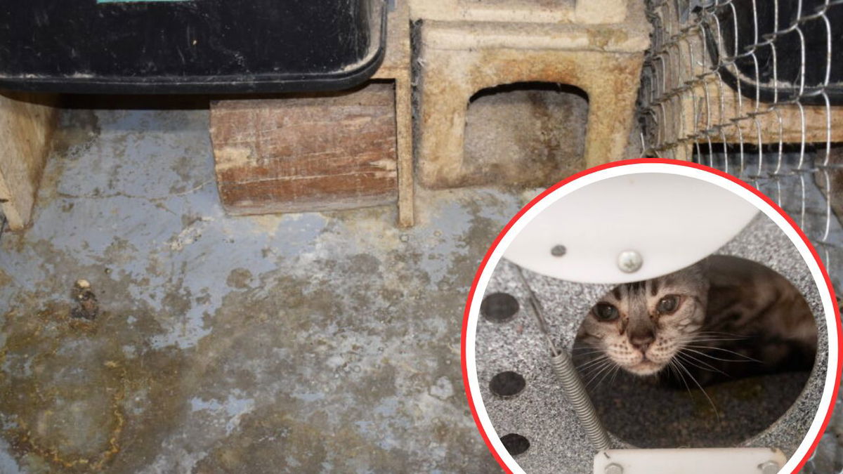 ‘Deplorable’: Colorado animal rescues help almost 100 cats living in fear and filth
