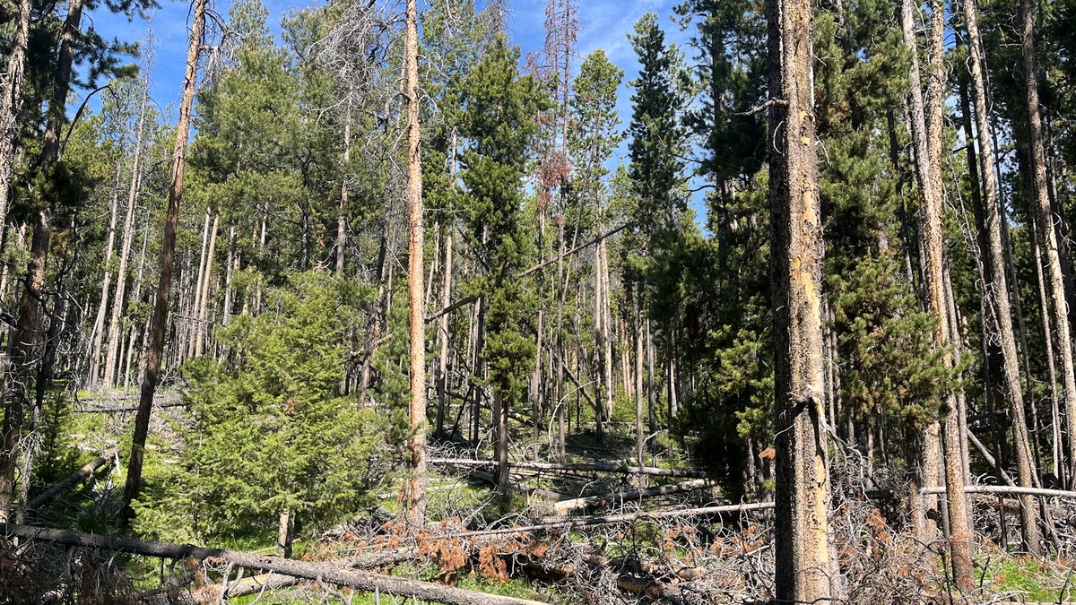 BLM opens bidding for McDevitt Creek timber