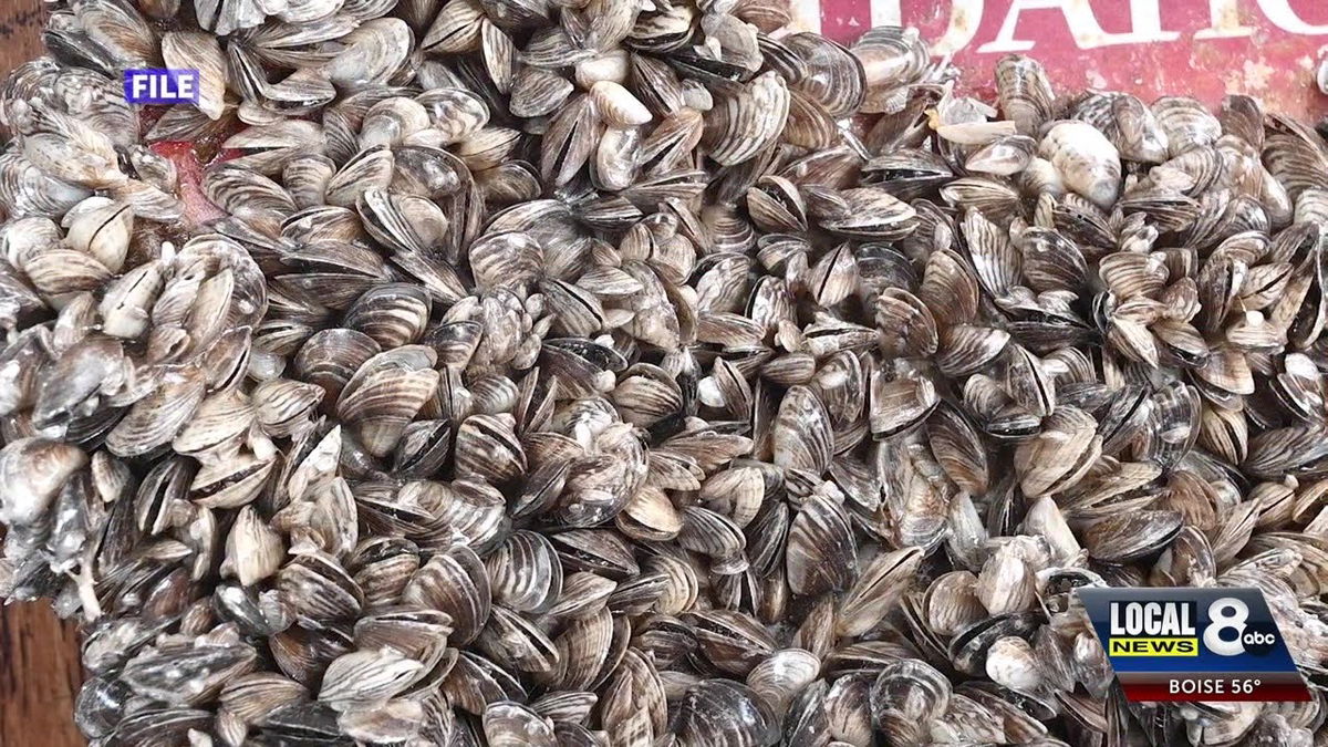 Quagga mussels found on boat at Grand Teton National Park