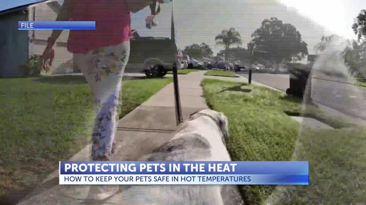 Upcoming extreme heat causes warning for furry friends