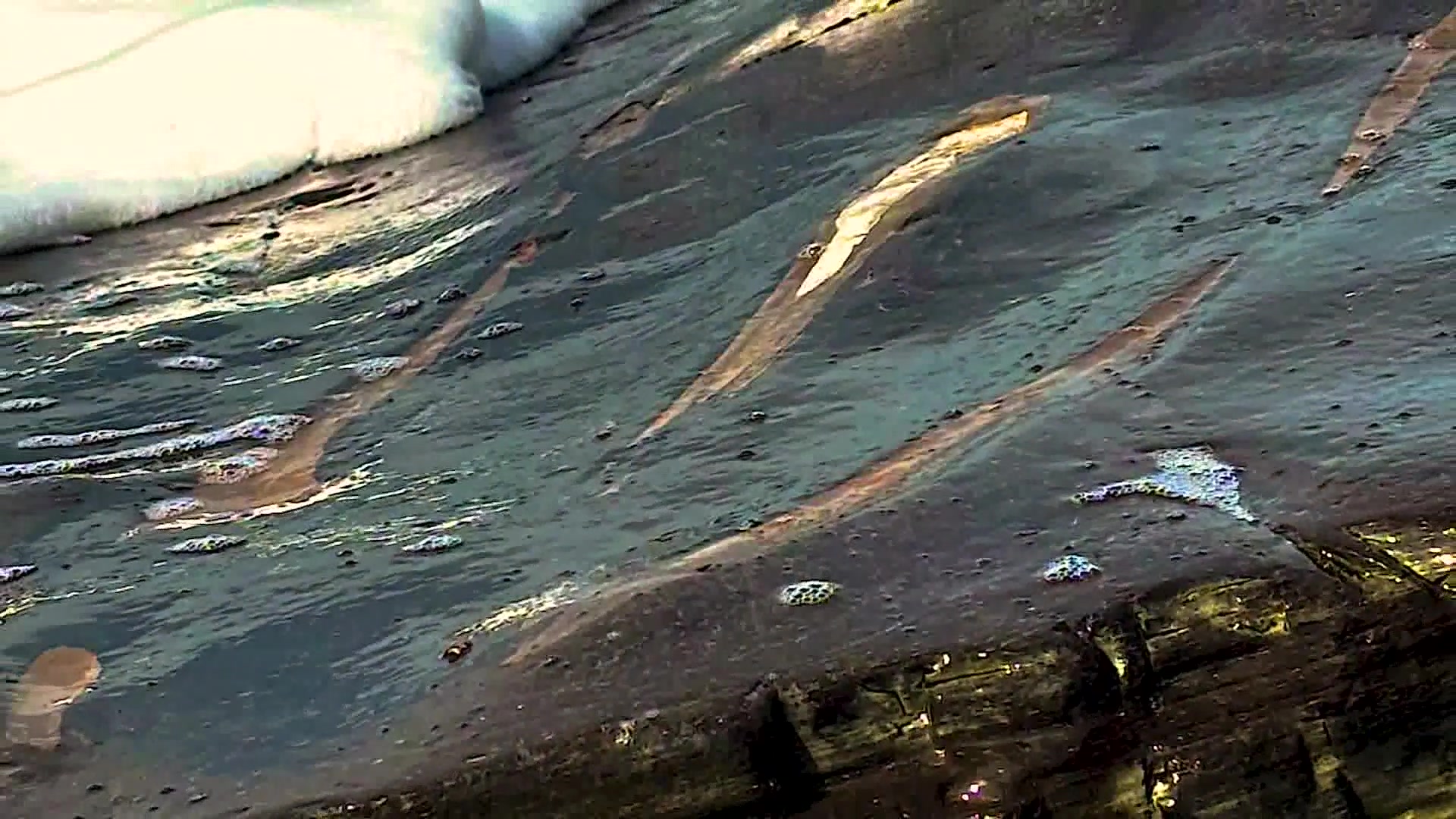 13 Million-Year-Old Whale Fossil Unearthed near Santa Barbara