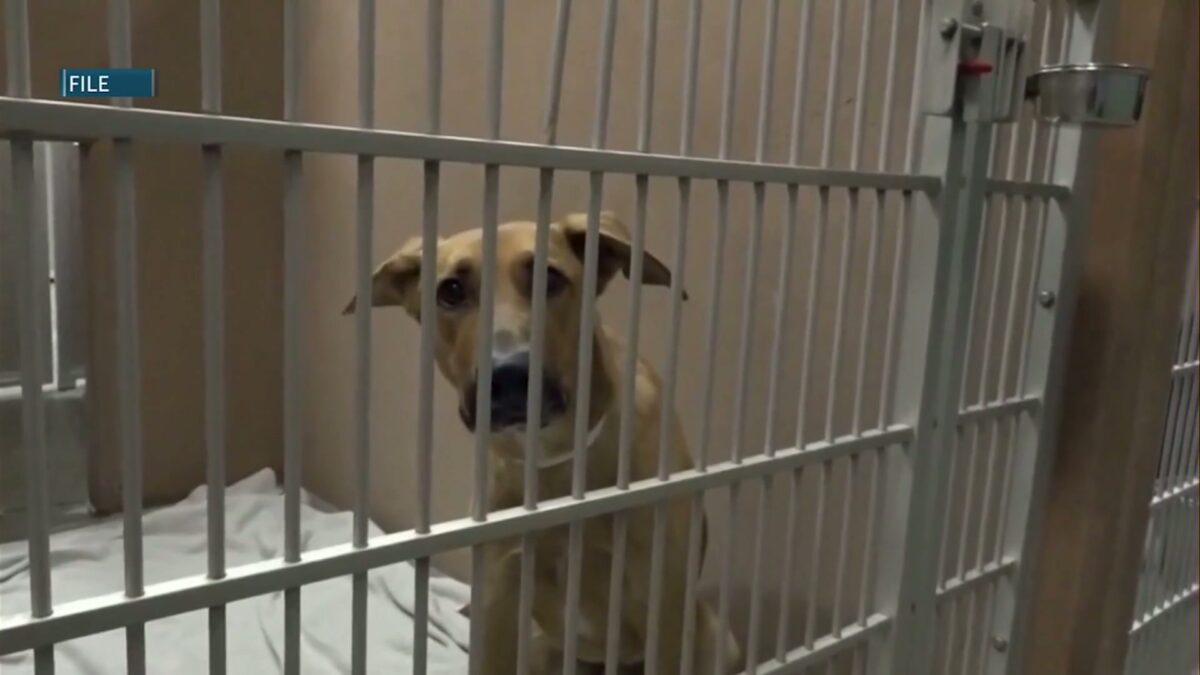 Central Oregon animal shelters see increase in lost pets during July 4th holiday