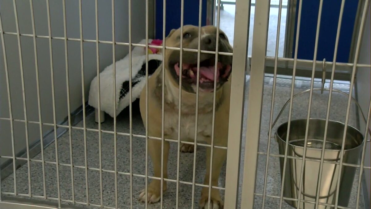 Prineville animal shelter celebrates long-awaited