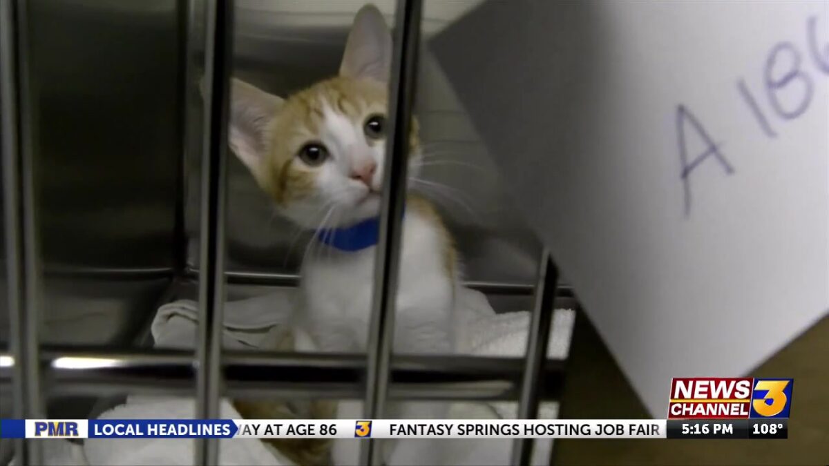 Animal Samaritans launches $100K spay & neuter program for unincorporated Coachella Valley communities