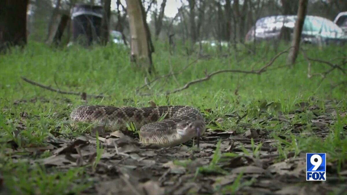 Snakes slithering out this summer; safety tips for snake bites