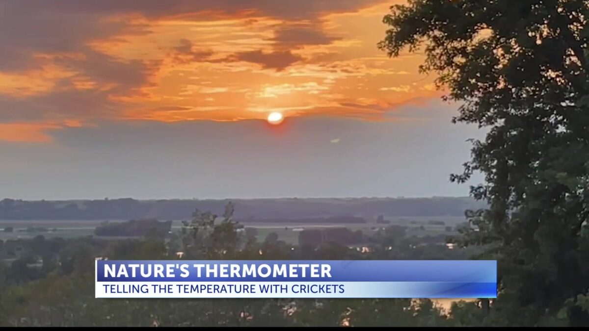 Nature’s thermometer: What cricket chips say about the weather