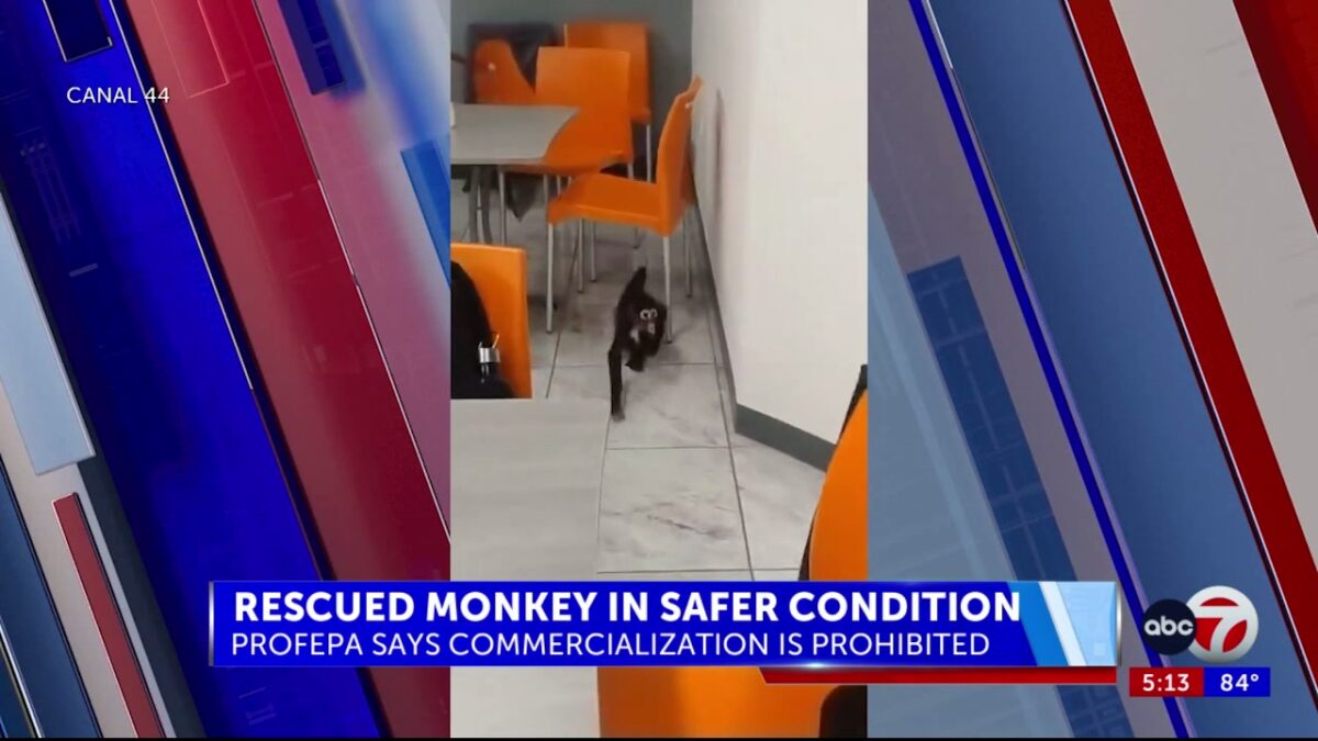 Spider monkey captured in Juarez