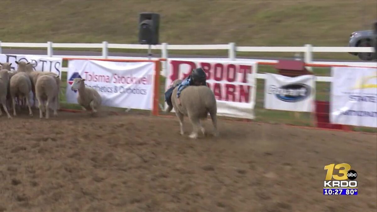 Mutton Bustin’ at the Pikes Peak or Bust Rodeo