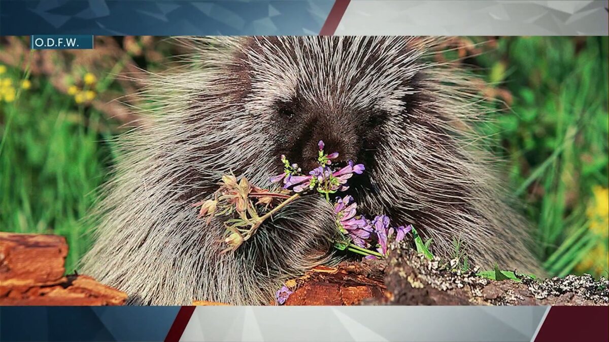 Local ODFW office calls for public’s help tracking down porcupines as part of new 2-year project