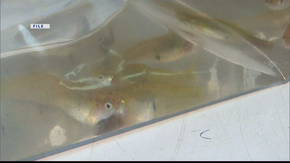 Mosquito-eating fish give-away in Santa Cruz County